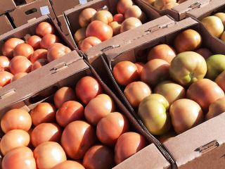I will sell fresh tomatoes from Belarus. Only TIR