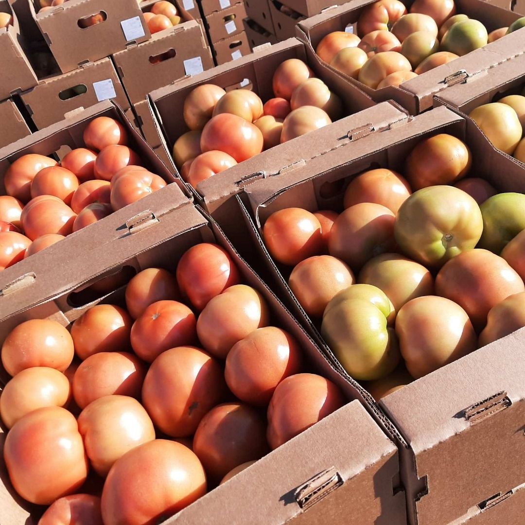 I will sell fresh tomatoes from Belarus