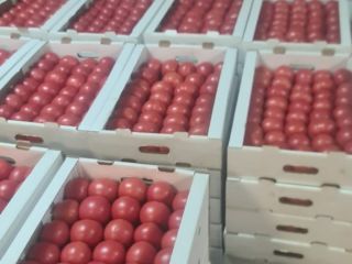 I will sell fresh raspberry tomatoes from Belarus. Only