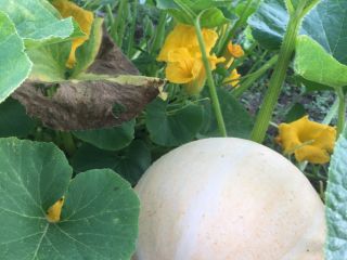 I will sell giant pumpkins, without any fertilizers, it