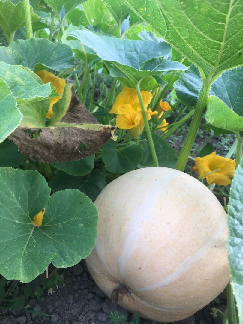 I will sell giant pumpkins, without any fertilizers, it is perfect for various types of preserves and for Halloween