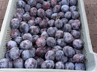I will sell a nice plum, not cracked, about