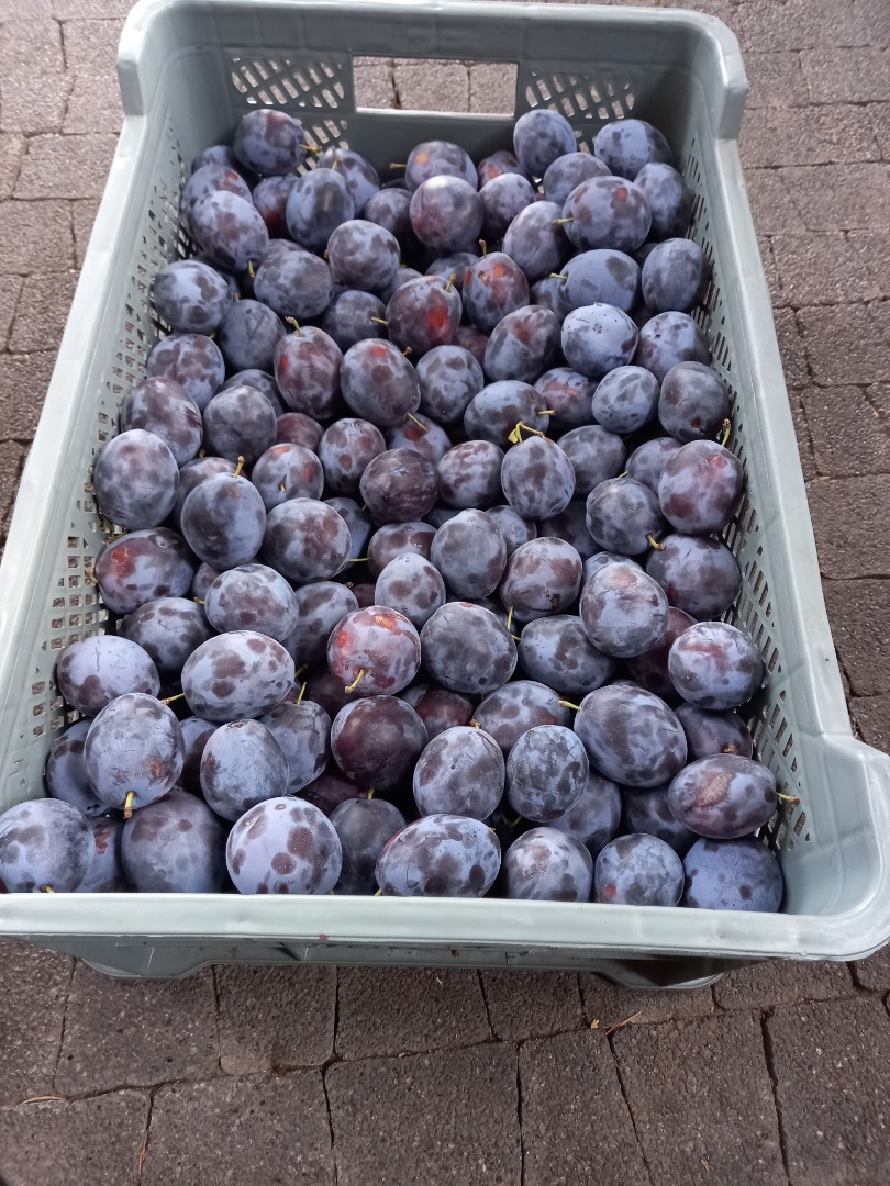 I will sell a nice plum, not cracked, about 2 tons