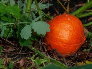 I offer hokaido and route of the tramp pumpkins.