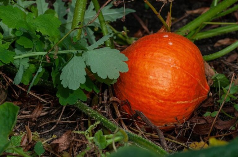 I offer hokaido and route of the tramp pumpkins