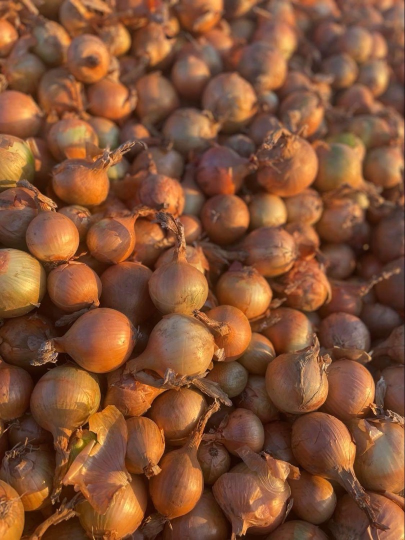 Nice, dry onions for sale