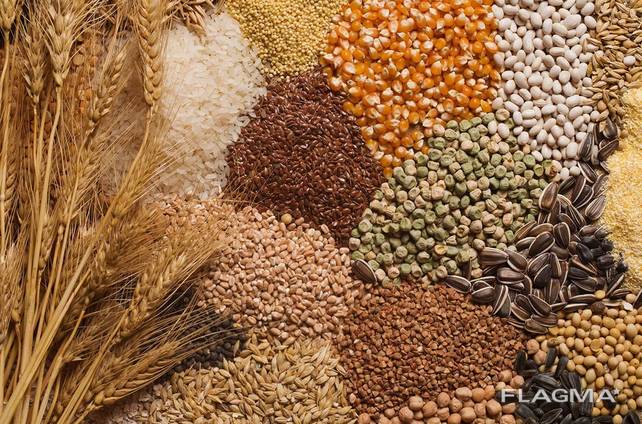 The Polish company will buy for export a large amount of barley, wheat, buckwheat, peas, corn, oats, flax, soybeans, sunflowers, wikis, millet and other