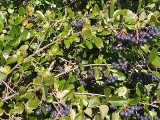 Aronia fruit for sale - price negotiable, depending on