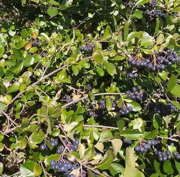 Aronia fruit for sale - price negotiable, depending on quantity