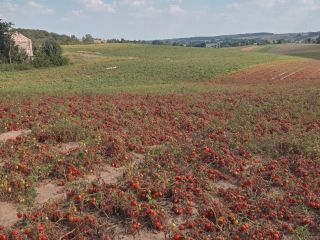 Tomato from the combine any amount