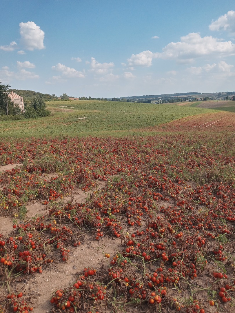 Tomato from the combine any amount