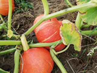 I will sell Hokkaido pumpkins, a large number of