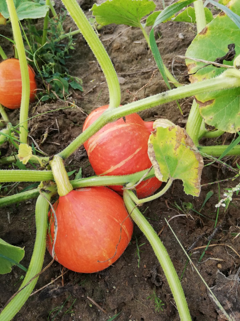 I will sell Hokkaido pumpkins, a large number of nicely colored pumpkins, ready to order, price to be agreed