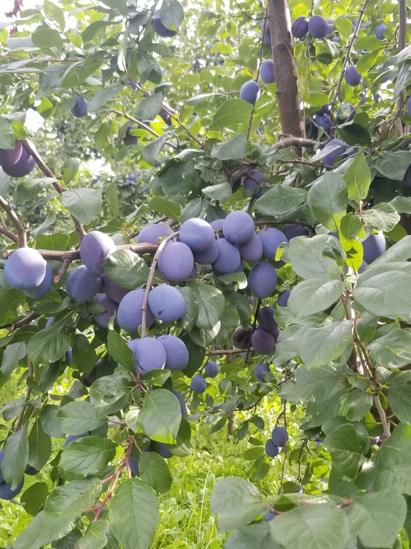 I will sell about 10 tons of Top Hit plum trees, nice goods with a tarnish without a worm, it is possible to break them in any packaging, the price is