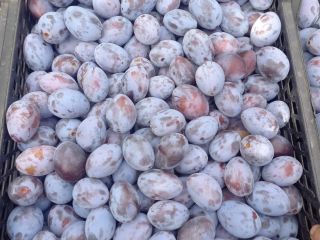 I will sell a Hungarian plum. Torn by hand.