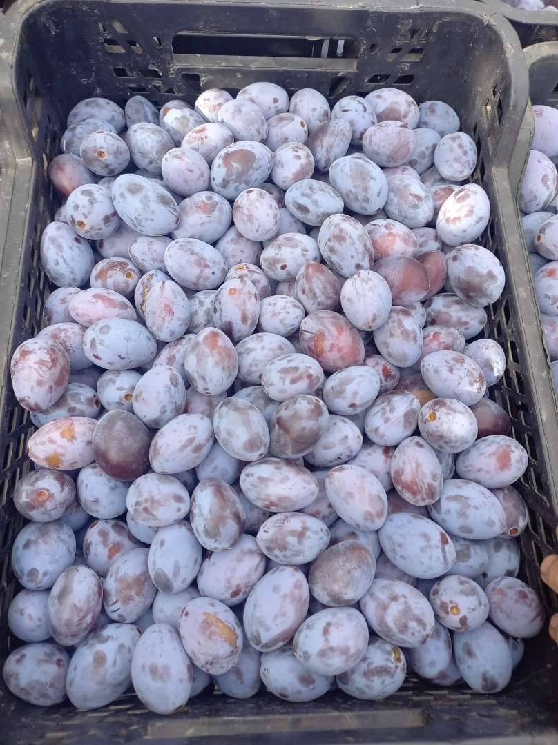 I will sell a Hungarian plum