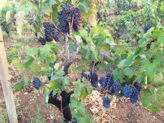 For sale bulk black berried wine grapes, NEGROAMARO and