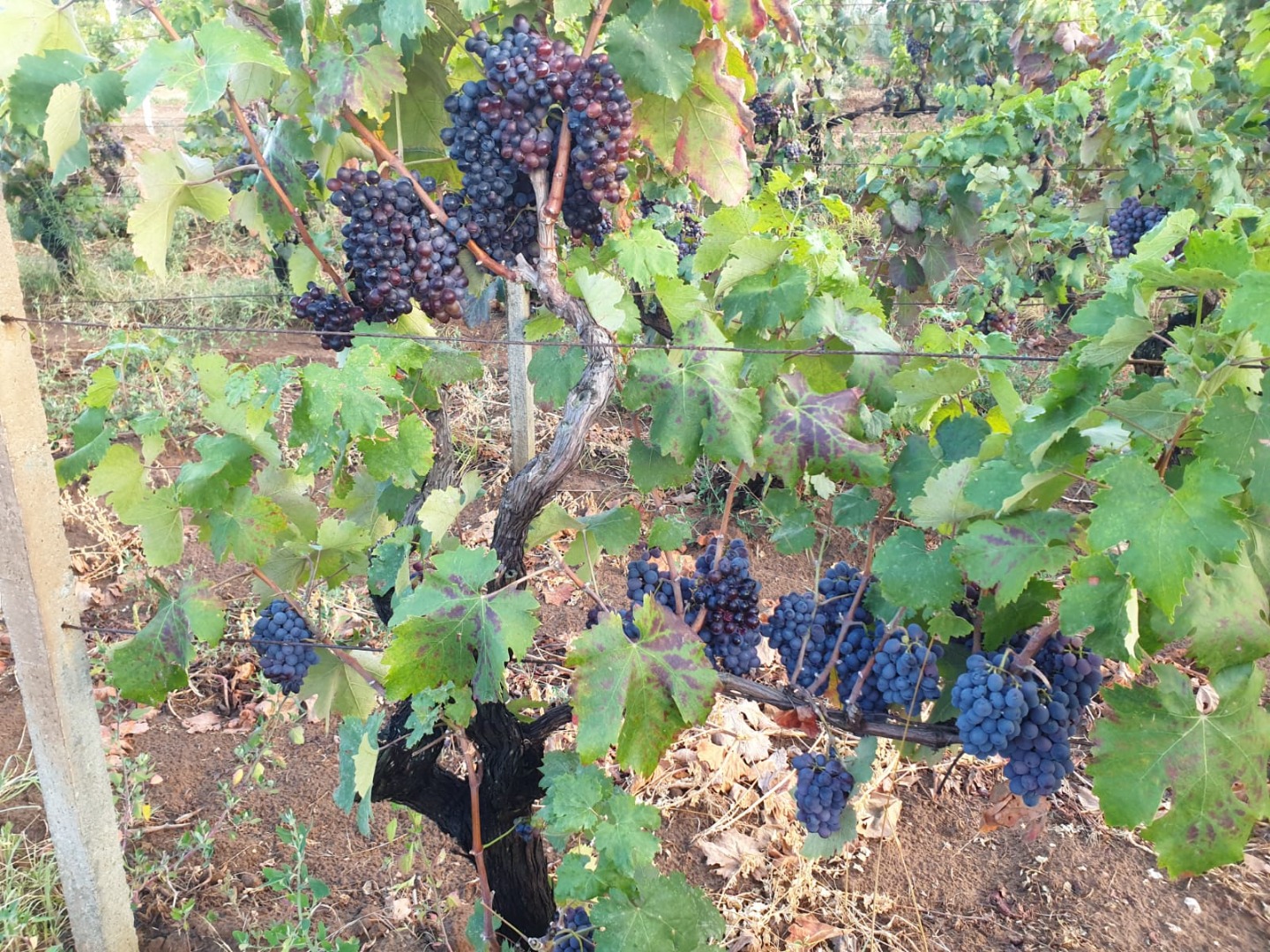 For sale bulk black berried wine grapes, NEGROAMARO and MALVASIA IGT varieties, about 200q equally distributed