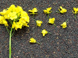 He sells 1500t-3000t rape seed fresh. 605 euro per