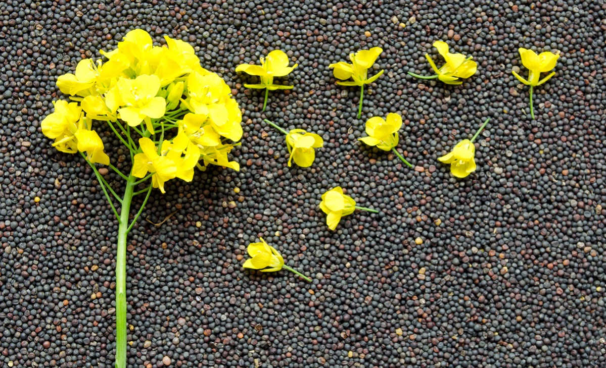 He sells 1500t-3000t rape seed fresh