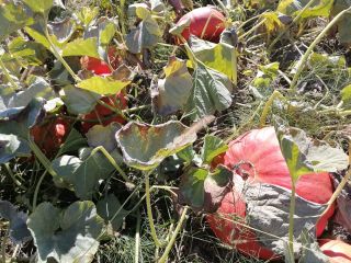 I have a French variety for sale, ideal for