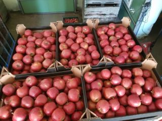 We offer a variety of apple varieties. For example,