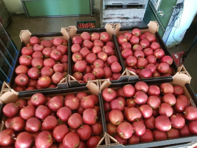 We offer a variety of apple varieties