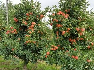 Good Morning for sale an apple SZAMPION. The apple