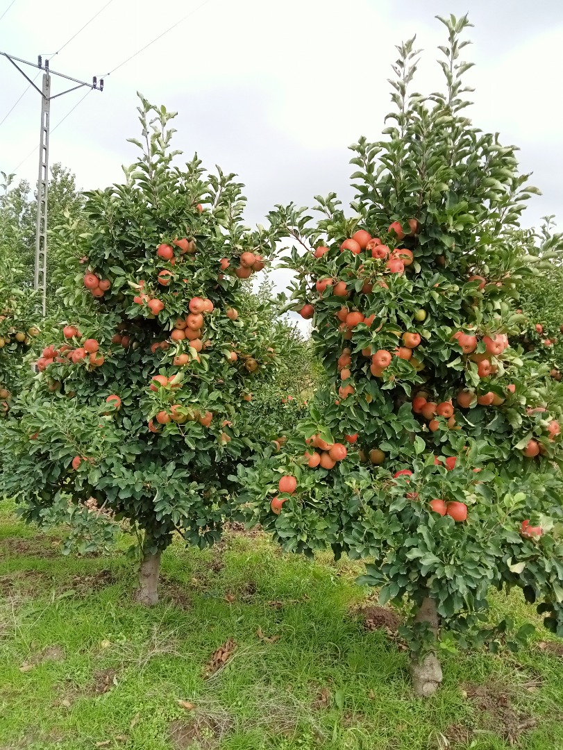 Good Morning for sale an apple SZAMPION