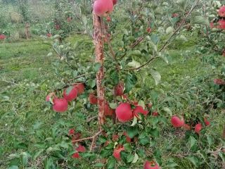 Good Morning for sale an apple SZAMPION, Rwanda Organic.