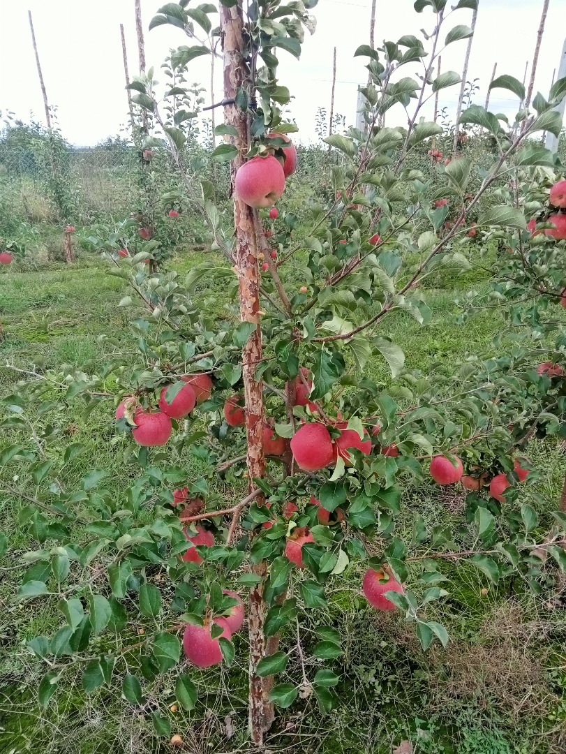 Good Morning for sale an apple SZAMPION, Rwanda Organic