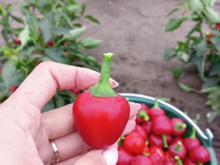 Cherry pepper, perfect for stuffing, e.g. with cottage cheese,