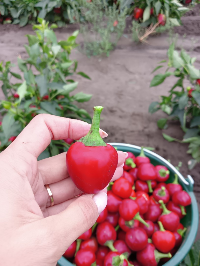 Cherry pepper, perfect for stuffing, e.g