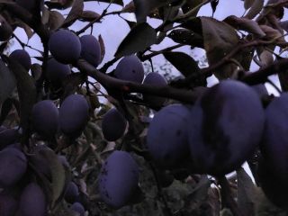 Hungarian plain, sweet, nicely colored, straight from the tree.