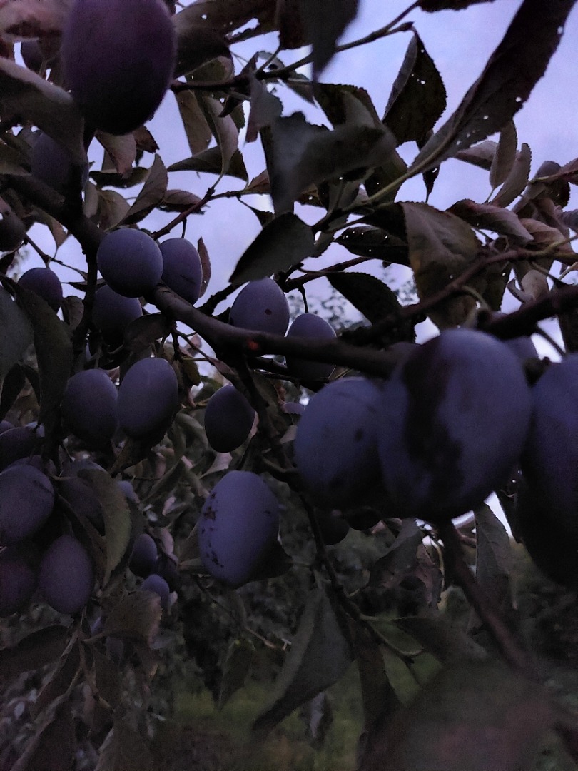 Hungarian plain, sweet, nicely colored, straight from the tree
