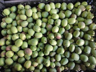 I will sell Polish mini kiwi fruit. Price PLN