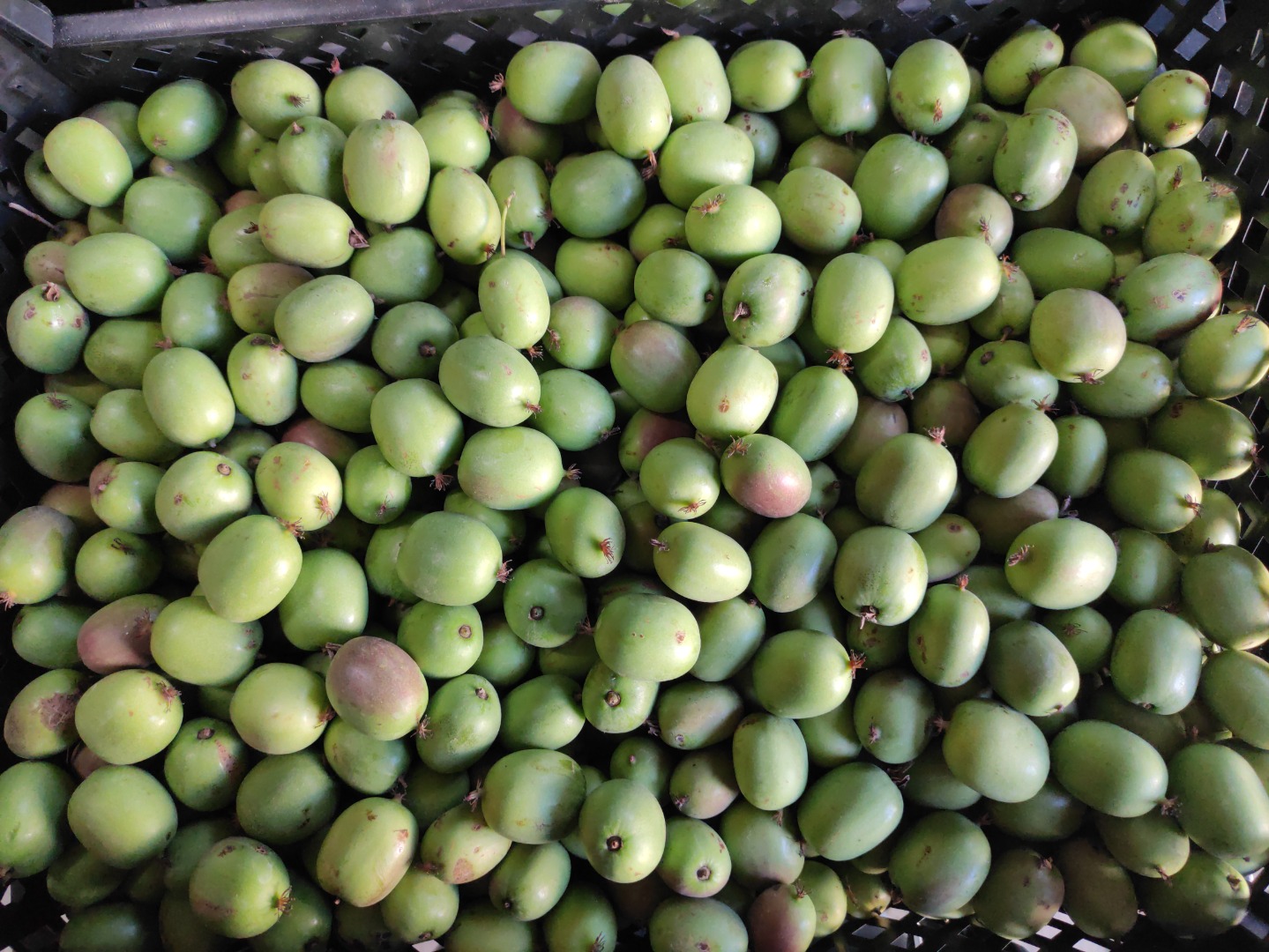 I will sell Polish mini kiwi fruit