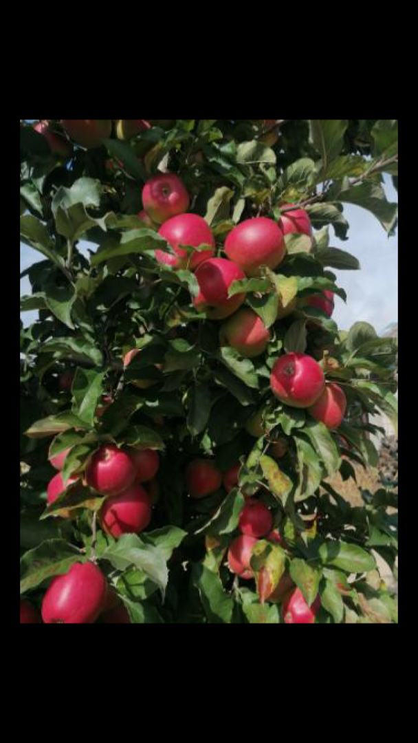 We are able to provide liquidity in amounts of apples such as: Gala, champion, Ligol, Floster, Idared