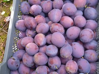 I will sell a gift plum, a thick, well-kept