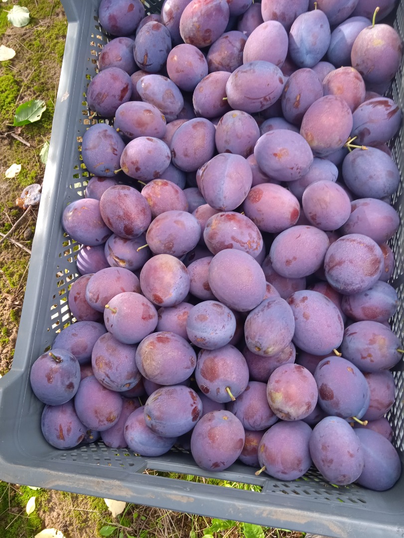 I will sell a gift plum, a thick, well-kept part of about 15 tons in a cold store and torn on a regular basis