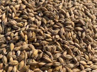 I will sell malting barley, weight is available, invoice,