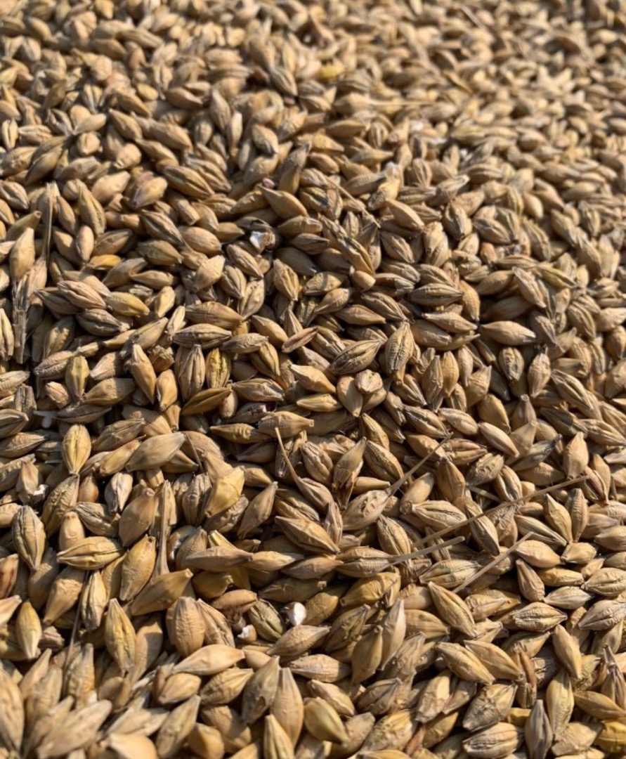 I will sell malting barley, weight is available, invoice, VAT or to be agreed