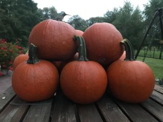 I will sell pumpkins, Gomez variety, price 1.50 kg.
