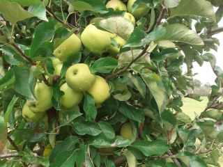 I will sell golden apples. Clean apples without a