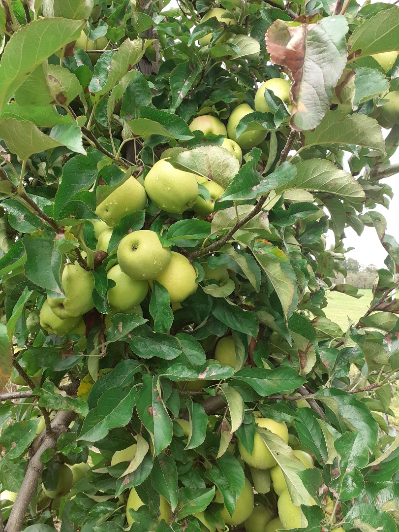 I will sell golden apples