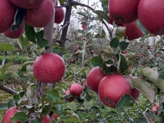 I will sell red jonaprince apples. Clean apples without
