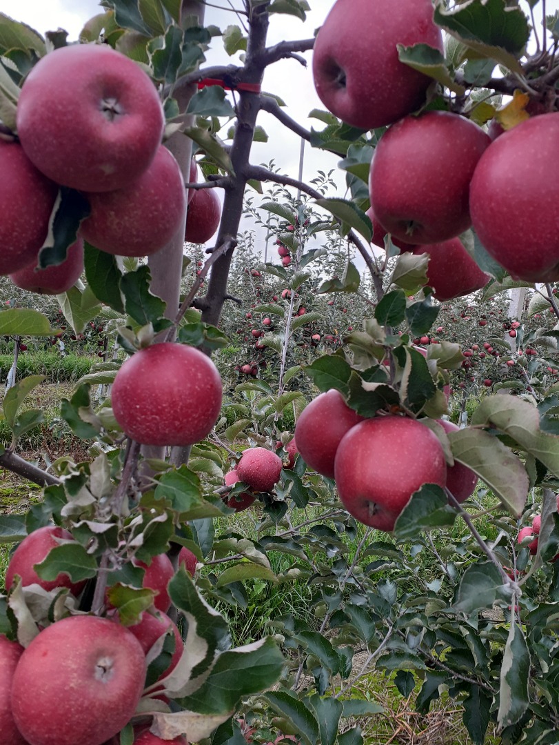I will sell red jonaprince apples