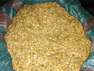 I will sell shelled spelled, cleaned. Shwabenkorn variety. Ecological