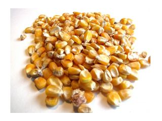 Yellow Maize Specification of Yellow Maize/Corn: Commodity Name -Yellow