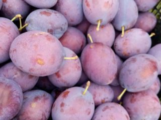 I will sell the president plum now or in